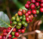 c 05 card carousel b plant cafe 670x724