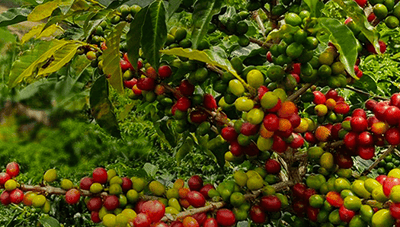 senseo about us coffee field teaser