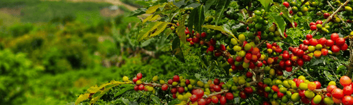 senseo sustainability banner